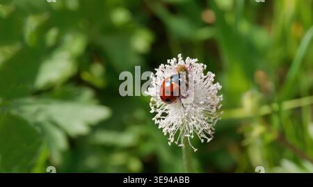 Seven-Spot Ladybug on White Wildflower in Green Meadow Stock Photo