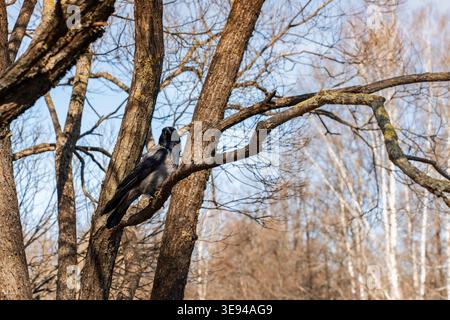 A crow sits on a tree branch in spring in the park Stock Photo
