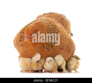 brahma chicken and chicks in a studio Stock Photo
