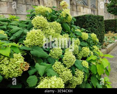 Lush bush with light green hydrangea flowers adorns city street. Plant is ideal for hedges and creation of dried flowers. Close-up Stock Photo