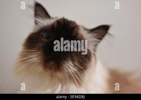 A cute Himalayan cat staring adoringly at the camera Stock Photo