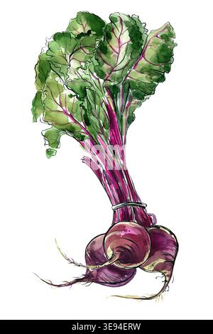 Beet painted with watercolors on white background. Study paints colored beets. Set vegetables and leaves. Stock Photo