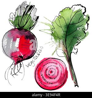 Beet painted with watercolors on white background. Study paints colored beets. Set vegetables and leaves. Stock Photo