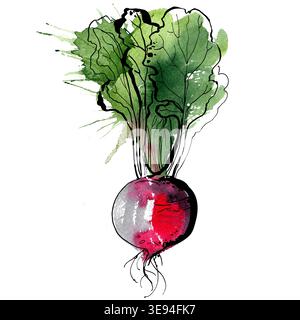 Beet painted with watercolors on white background. Study paints colored beets. Set vegetables and leaves. Stock Photo