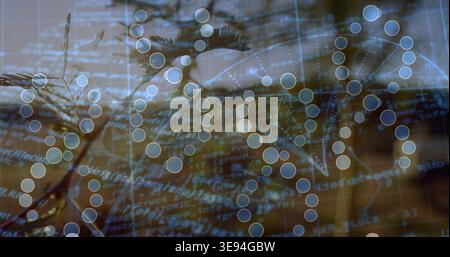 Displaying translucent node network occupying center in studio, with code text and conifer branch Stock Photo