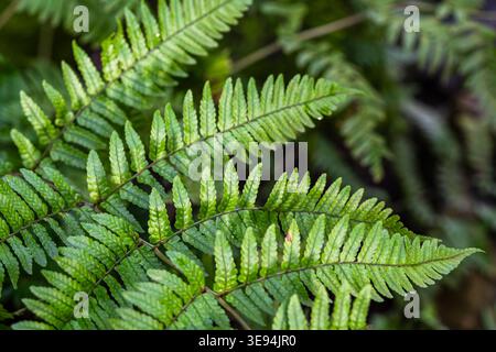 Dense green fern leaves forming natural textured botanical background in soft light. Fresh botanical foliage with layered pattern and gentle depth. Co Stock Photo