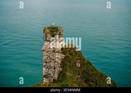 Seagull perched on rock formation near ocean in Etretat Stock Photo