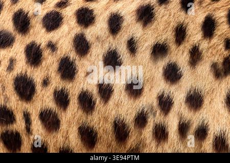 Detailed cheetah fur texture with natural spotted pattern ideal for background or textile design. Close up wildlife texture of cheetah spotted fur sui Stock Photo