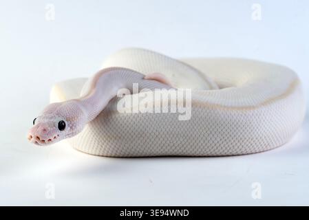 a white ball python among a white and light background Stock Photo