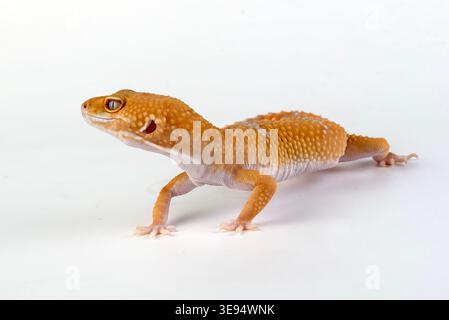 a leopard gecko among a white background Stock Photo