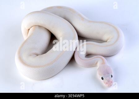 a white ball python among a white and light background Stock Photo
