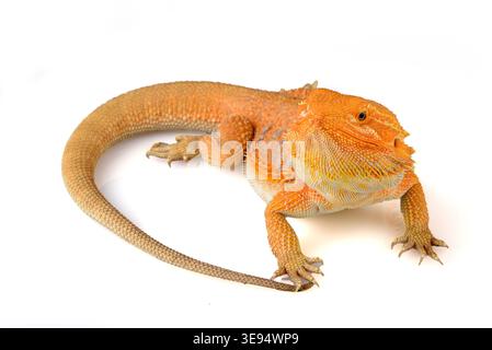 a bearded dragon among a white background Stock Photo