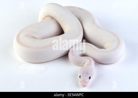 a white ball python among a white and light background Stock Photo