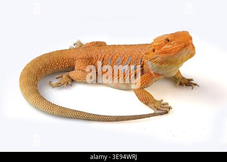 a bearded dragon among a white background Stock Photo