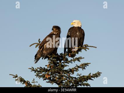 Adult and Juvenile Bald Eagles Perched on Fir Tree in Alaska Stock Photo