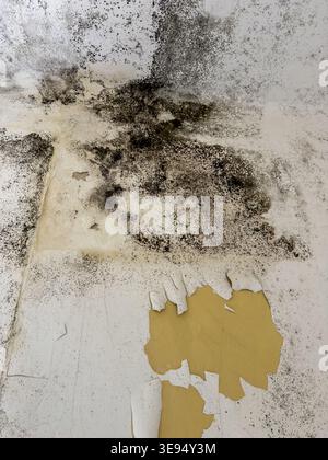 Black mold growing on house wall causing damp damage Stock Photo