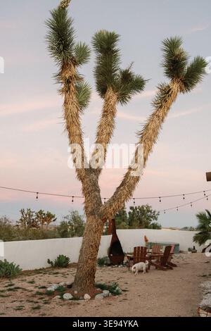 Three Joshua Trees and the moon at sunset Stock Photo
