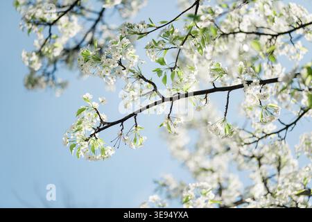White spring blossoms on tree branch against soft blue sky Stock Photo