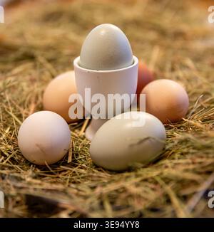 Free Range Eggs Stock Photo