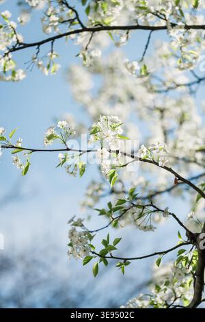 White spring blossoms on tree branches against blue sky Stock Photo