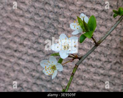 White cherry blossoms on branch against textured wall background Stock Photo