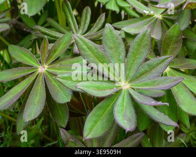 Lush green lupine leaves with water drops in spring garden Stock Photo