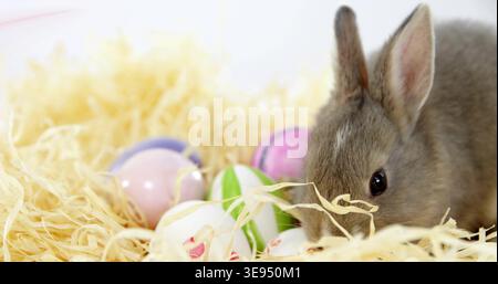 Sniffing small grey rabbit nudging yellow straw on white backdrop with pastel eggs, copy space Stock Photo