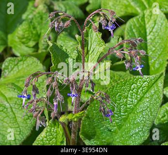 Abraham Isaac Jacob Borage family Trachystemon orientalis colourful rare flowering plant flowers and leaves Stock Photo