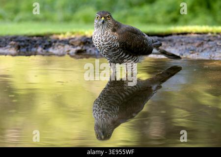 Young male Eurasian sparrowhawk at a watering point within a pine and oak forest in the early light of an autumn day Stock Photo