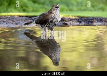 Young male Eurasian sparrowhawk at a watering point within a pine and oak forest in the early light of an autumn day Stock Photo