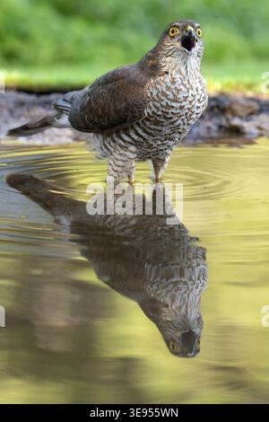 Young male Eurasian sparrowhawk at a watering point within a pine and oak forest in the early light of an autumn day Stock Photo
