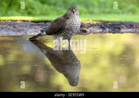 Young male Eurasian sparrowhawk at a watering point within a pine and oak forest in the early light of an autumn day Stock Photo
