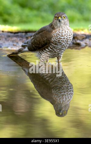 Young male Eurasian sparrowhawk at a watering point within a pine and oak forest in the early light of an autumn day Stock Photo