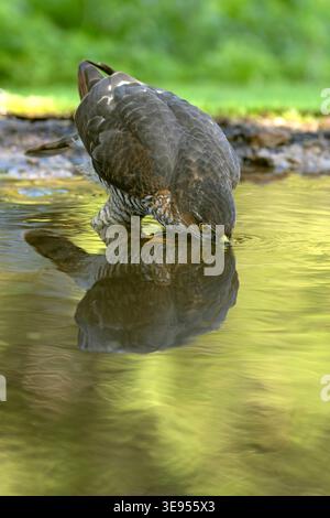 Young male Eurasian sparrowhawk at a watering point within a pine and oak forest in the early light of an autumn day Stock Photo