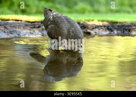 Young male Eurasian sparrowhawk at a watering point within a pine and oak forest in the early light of an autumn day Stock Photo