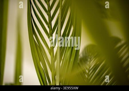 Indoor Coconut Palm Leaves Near Window: Tropical Houseplant In Natural Light At Home. High quality photo Stock Photo