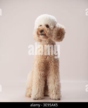 A small toy poodle with curly apricot fur sits attentively on a neutral floor, looking slightly off-camera. The soft lighting highlights its gentle Stock Photo