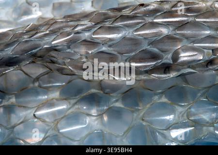 Close up of shedded snake skin snakeskin textured reptile background Stock Photo