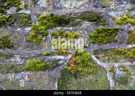 green moss on the nature stone wall texture background design Stock Photo