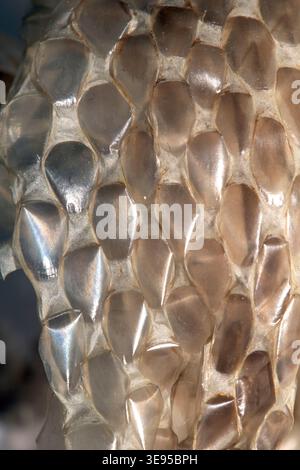 Close up of shedded snake skin snakeskin textured reptile background Stock Photo