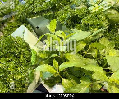 Fresh organic herbs for cooking in a supermarket Stock Photo