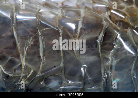 Close up of shedded snake skin snakeskin textured reptile background Stock Photo