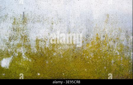 Old plaster on a house wall is weathered with green moss Stock Photo
