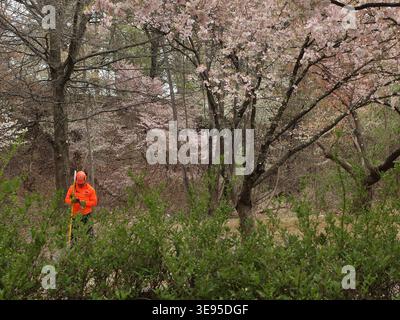 Worker in a bright orange jacket and hardhat using his cell phone leaning on a yellow handled tool surrounded by blossoming cherry trees in Newark, NJ Stock Photo