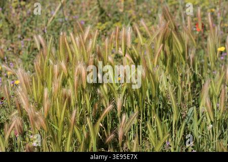 Wild Barley Spikes Under Sunlight in a Springtime Field, Beniarres, Spain Stock Photo