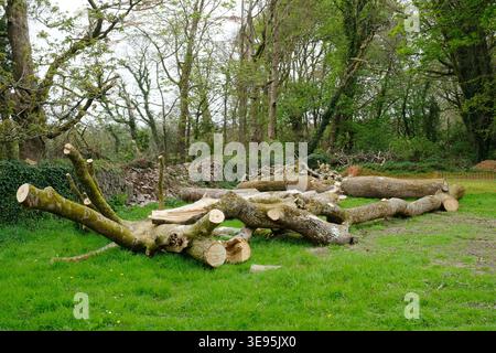 Freshly felled tree trunks and cut logs scattered across a woodland clearing, showing the immediate aftermath of logging in a ruralUK forest Stock Photo