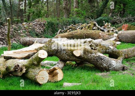 Freshly felled tree trunks and cut logs scattered across a woodland clearing, showing the immediate aftermath of logging in a ruralUK forest Stock Photo