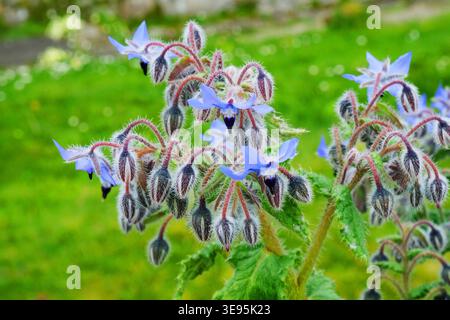 Borage (Borago Officinalis), also known as starflower, showing its characteristic bright blue star-shaped flowers and hairy stems, April. Stock Photo