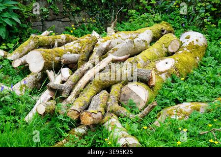 Pile of moss-covered cut logs and tree trunks in a lush woodland garden with the stacked timber forming a natural habitat pile. Stock Photo