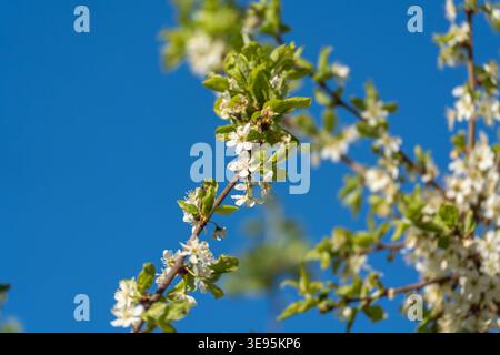 White blossoms bloom on slender branches. Green leaves frame delicate flowers. Blue sky provides a vivid backdrop. Spring's renewal shines through nat Stock Photo